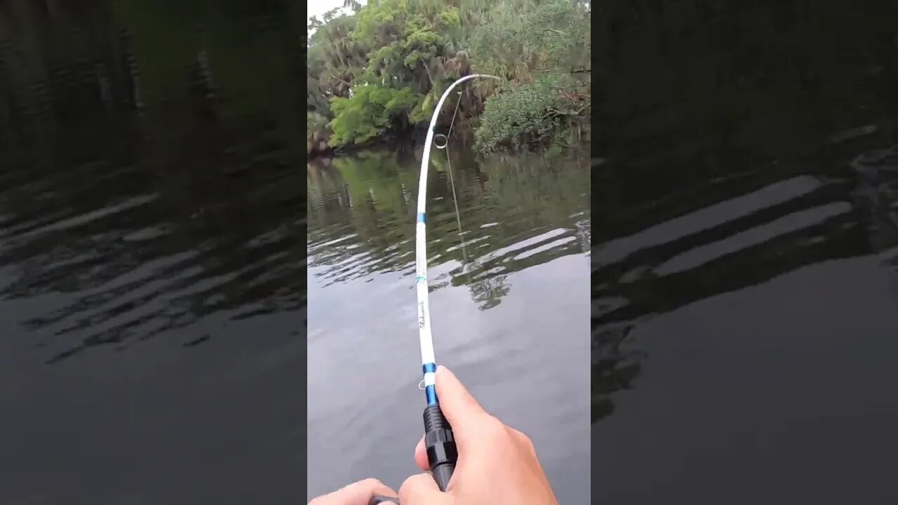 Skinny creek lands me a BIG striper!