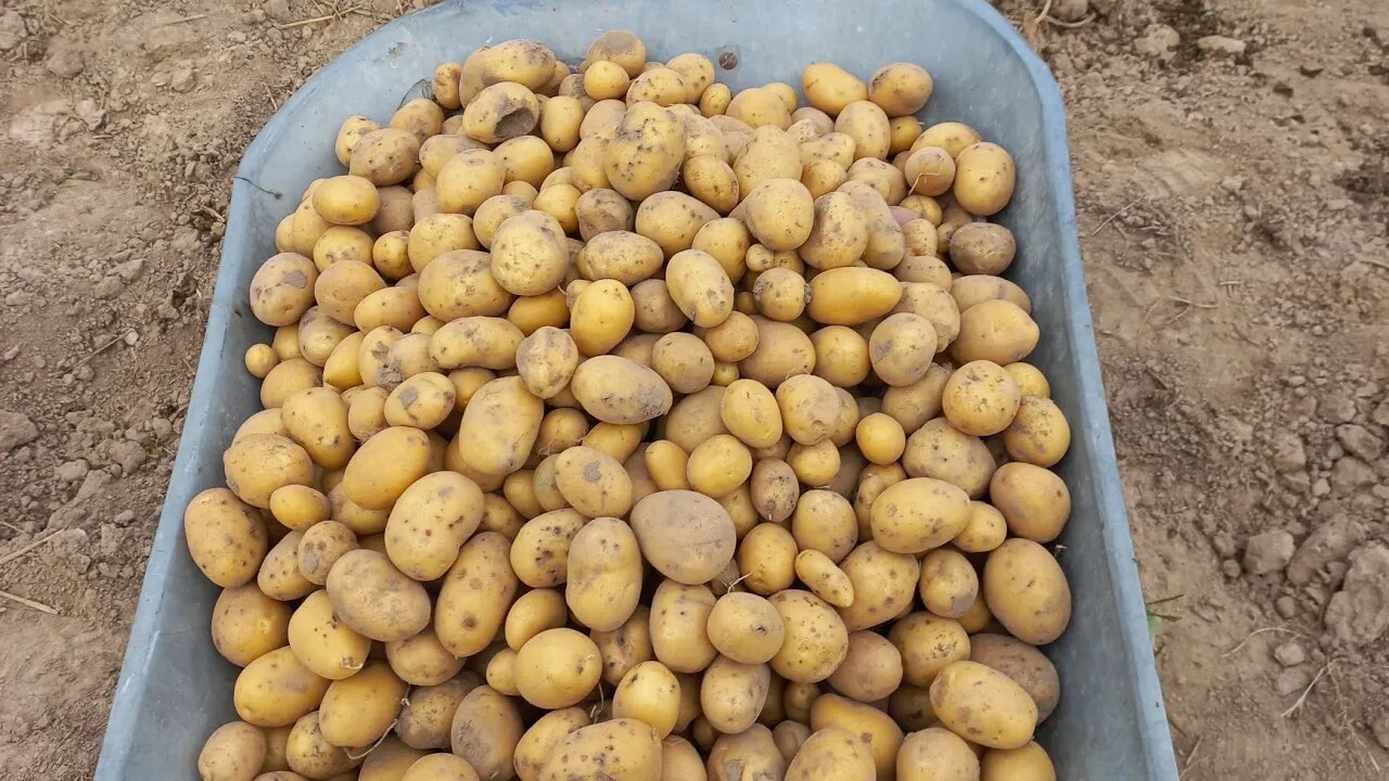 Третий день уборки картофеля🥔😁|#food #farming #potato #viral #shorts #blogger #recommended #video