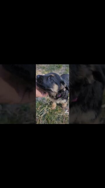 love this pup already! #shorts