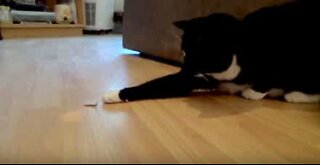Gato vs centopéia: quem irá ganhar?