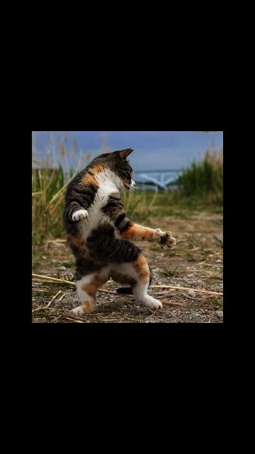 Funny Cats and Kittens Meowing Compilation #08 #shorts