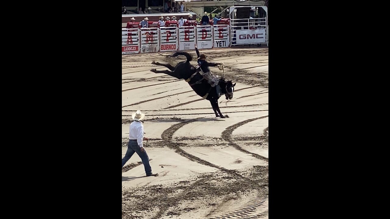 Saddle Bronc at the Calgary Stampede Rodeo