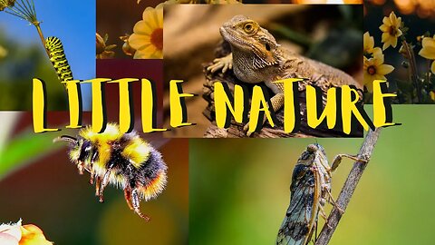 Little Nature! Nature video 3 - Adventure Through Art
