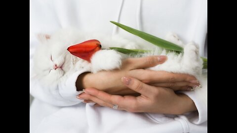 A beautiful warm cat in its cover in the arms of its owner