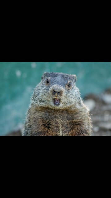 3 groundhogs robbed my food