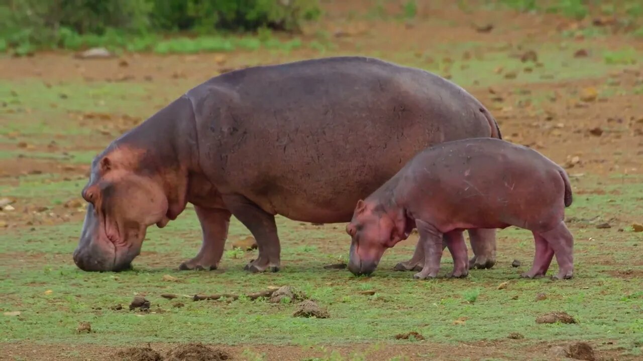 The two-and-a-half-week-old baby hippopotamus, weighing 100kg, swims alongside its mother Catherine.