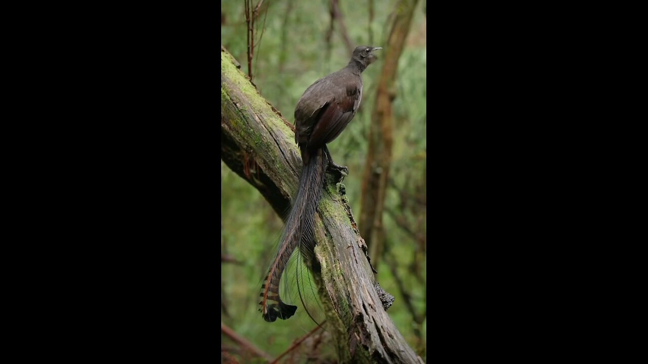 Australian Lyre Bird