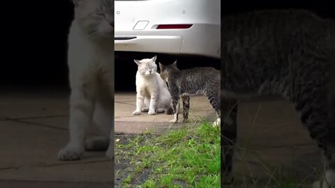 Two real cat fight compilation videos