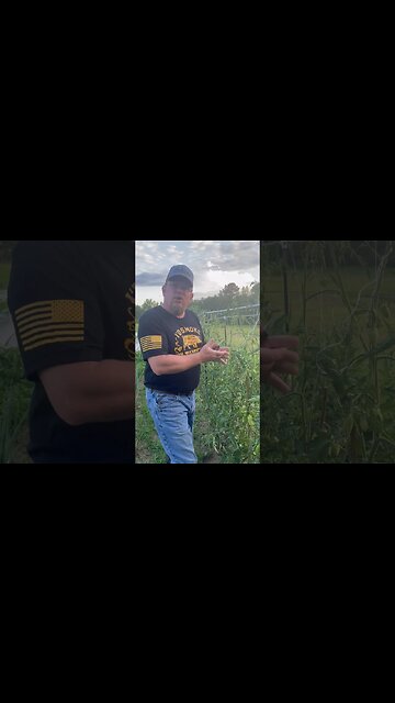 Yes! You Should Prune Your Tomato Plants. #3mississippi #gogrowsomefoodguys #pruningtomatoes