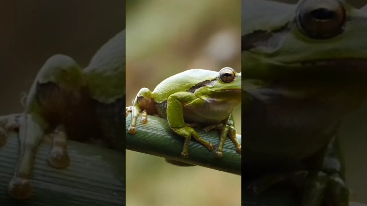 #frog #animals #forest #wildlife