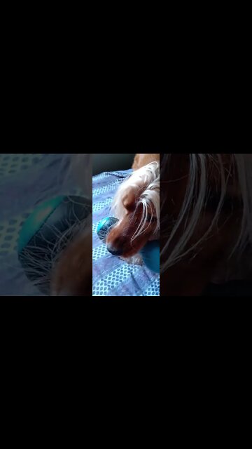 #dogshow , #animals , #dogs , #shorts