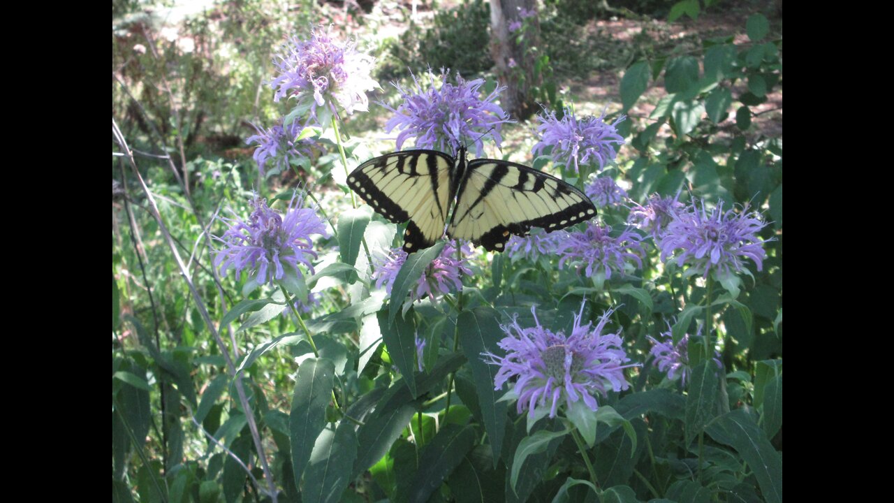 Improved Sleep Bee Balm July 2022