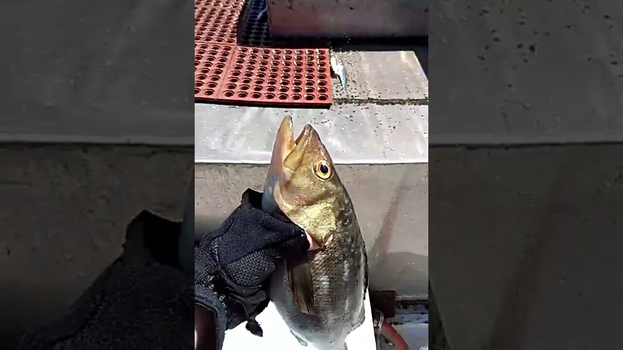 Calico Bass on the Daily Double Sportfishing.