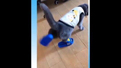 cute cat wearing slippers