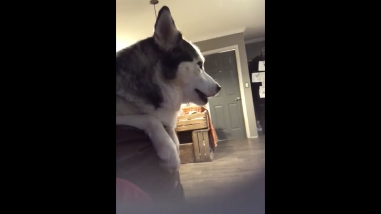 Howling dog joins owner for singing duet