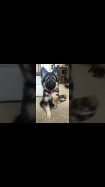 Yes, or no?😊 Tap ♥️ and comment yes, if you are a #GermanShepherd lover.🐾🐶🐕😇 #gsddog #gsdphoto