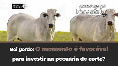 Boi gordo:O momento é favorável para investir na pecuária de corte? Celso Ricardo responde