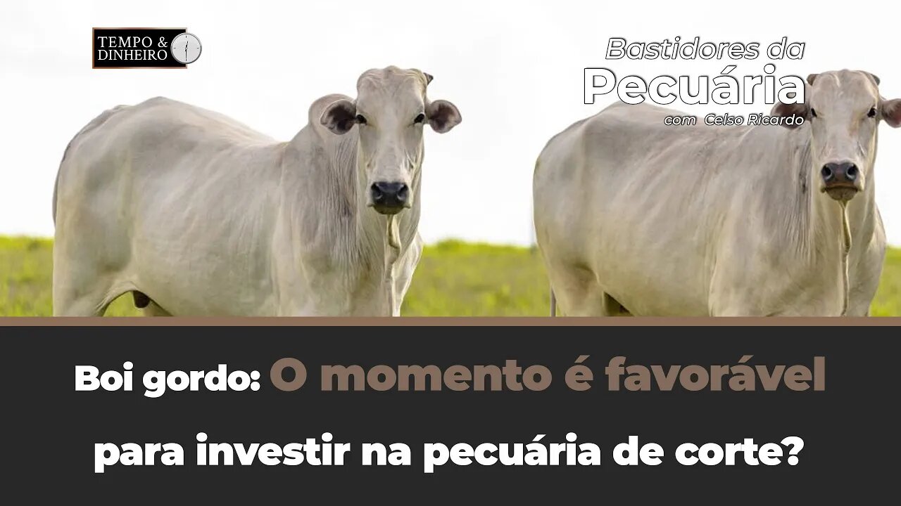 Boi gordo:O momento é favorável para investir na pecuária de corte? Celso Ricardo responde