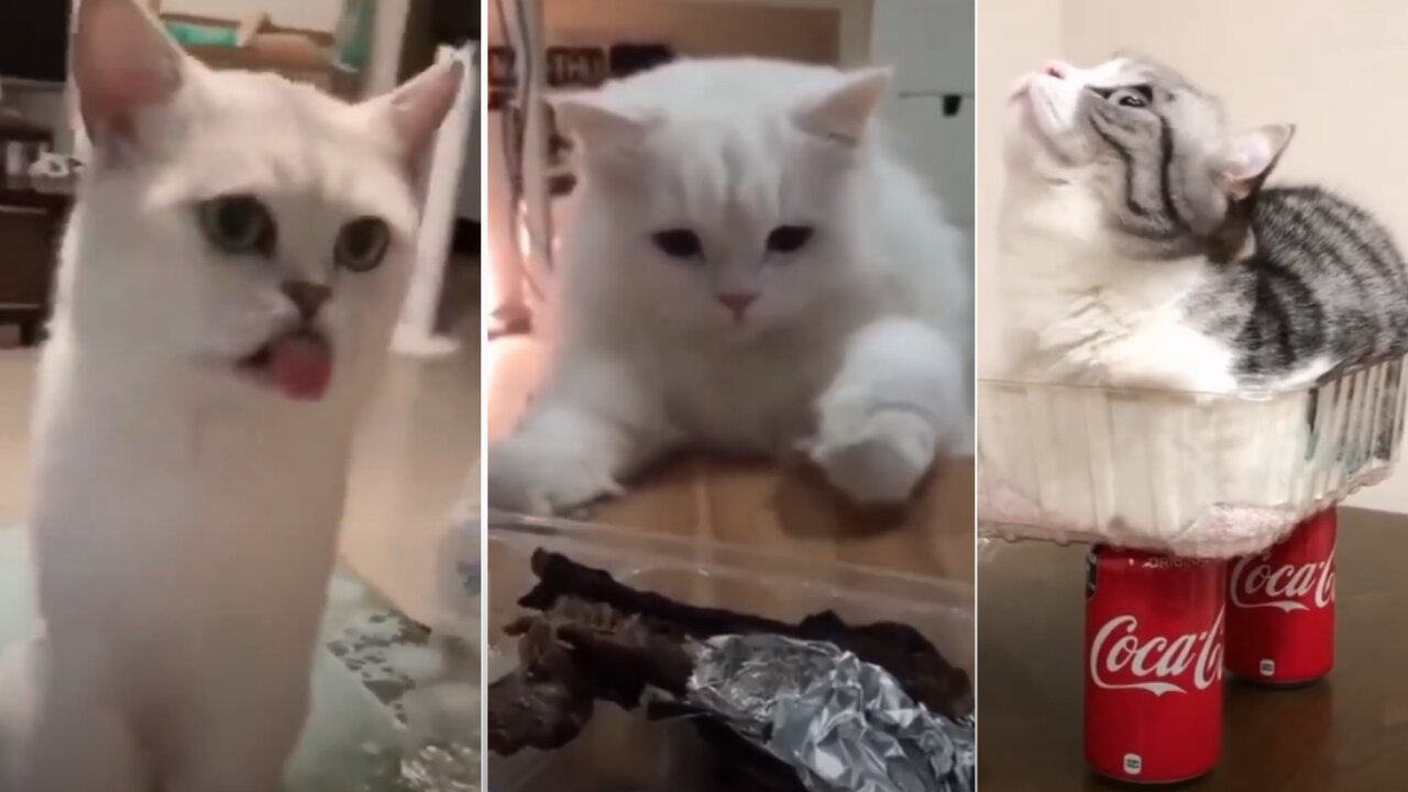 Best Cat TikToks 😍 Cat Memes Compilation😎