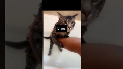 Funny cute cat doesn't like bathing, says nooooo..... #shorts #cats #funny #cute