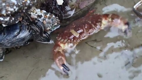 Angry crabs 🦀 tide pools fighting 7