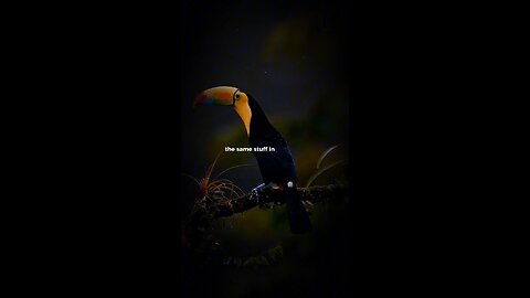 Unwitting Fact About Keel-billed Toucan!