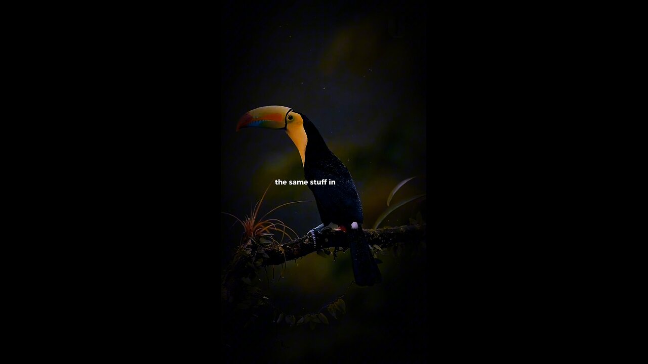 Unwitting Fact About Keel-billed Toucan!