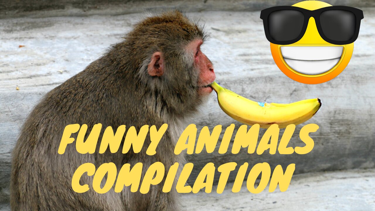 Funny animals compilations#rumble#funny#funnyanimals#funny#funnycompilations