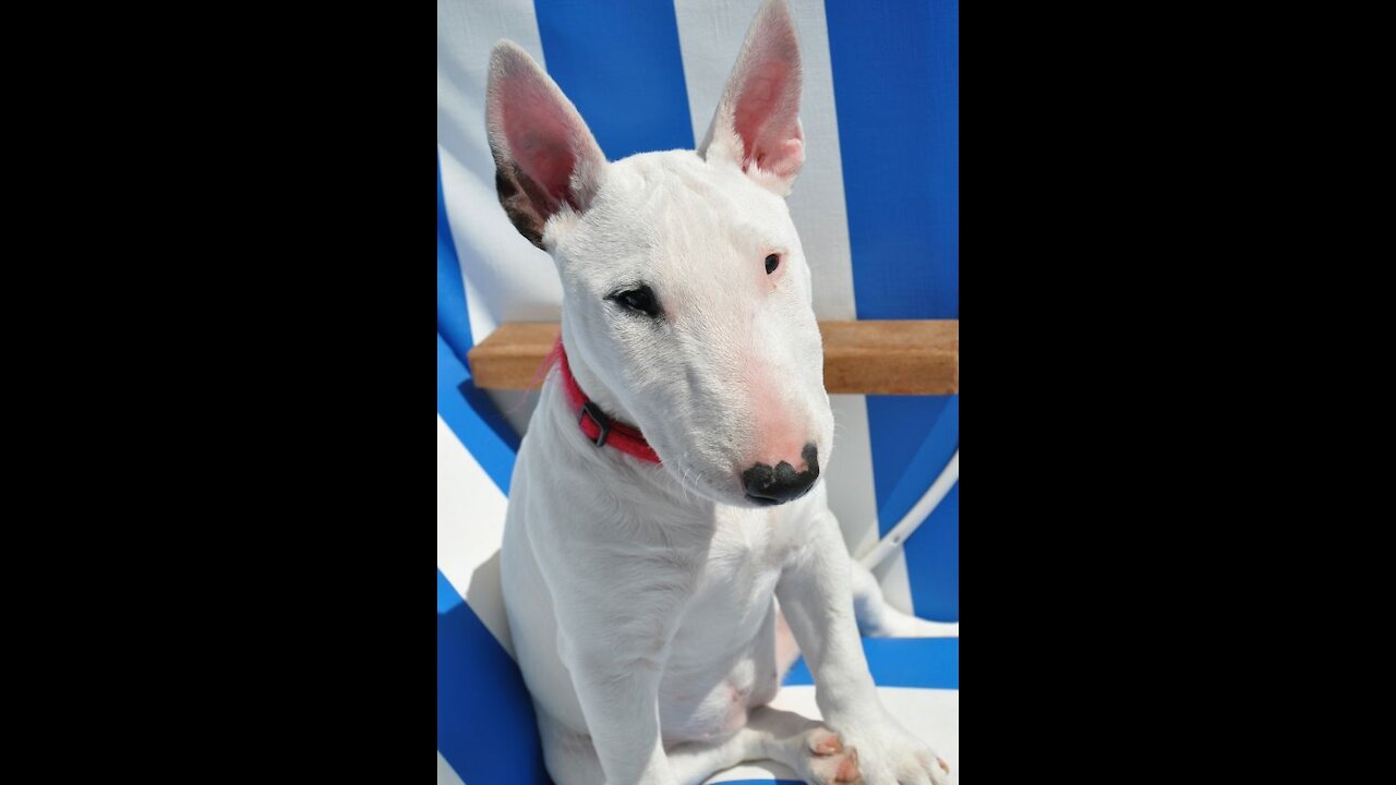 white bull terrier