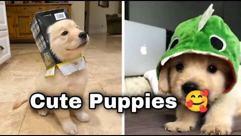 Cute Puppies