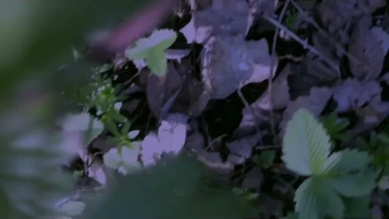 V2-Schneider: "Nachtgrün" (2004)