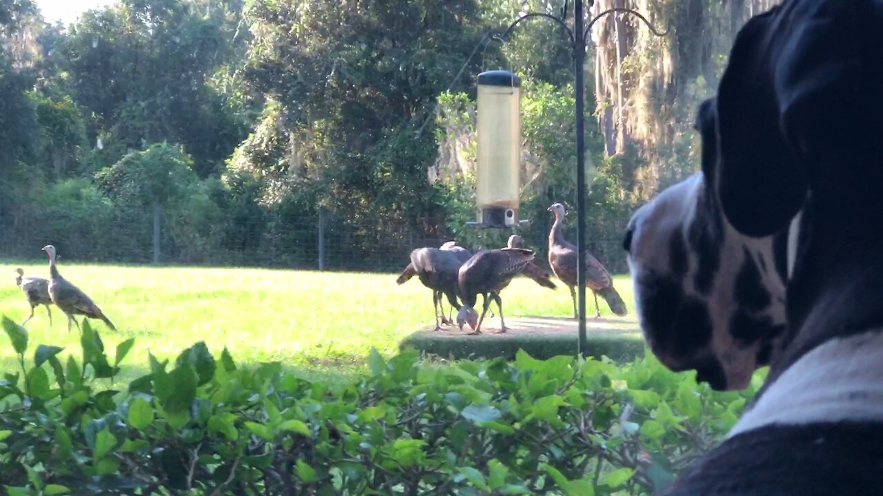 Bird-watching Great Dane observes wild turkeys through window