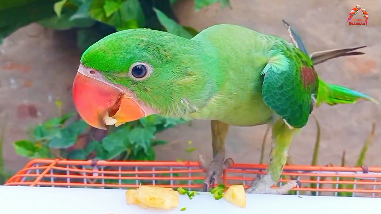 Ringneck Parrot Eating Apple , Cucumber |Alexanderine Parrot Mithu |Beautiful Village Life And Pets