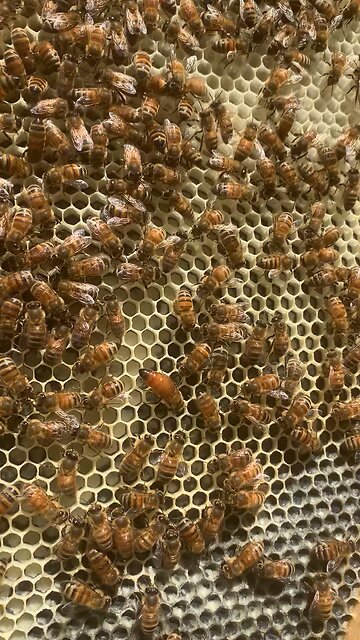 Can you spot the UNMARKED queen? 👀👑