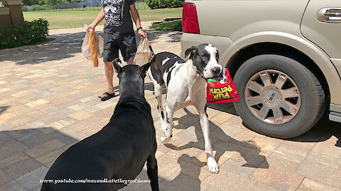 Happy Great Danes Love To Carry Dog Treats & Veggies