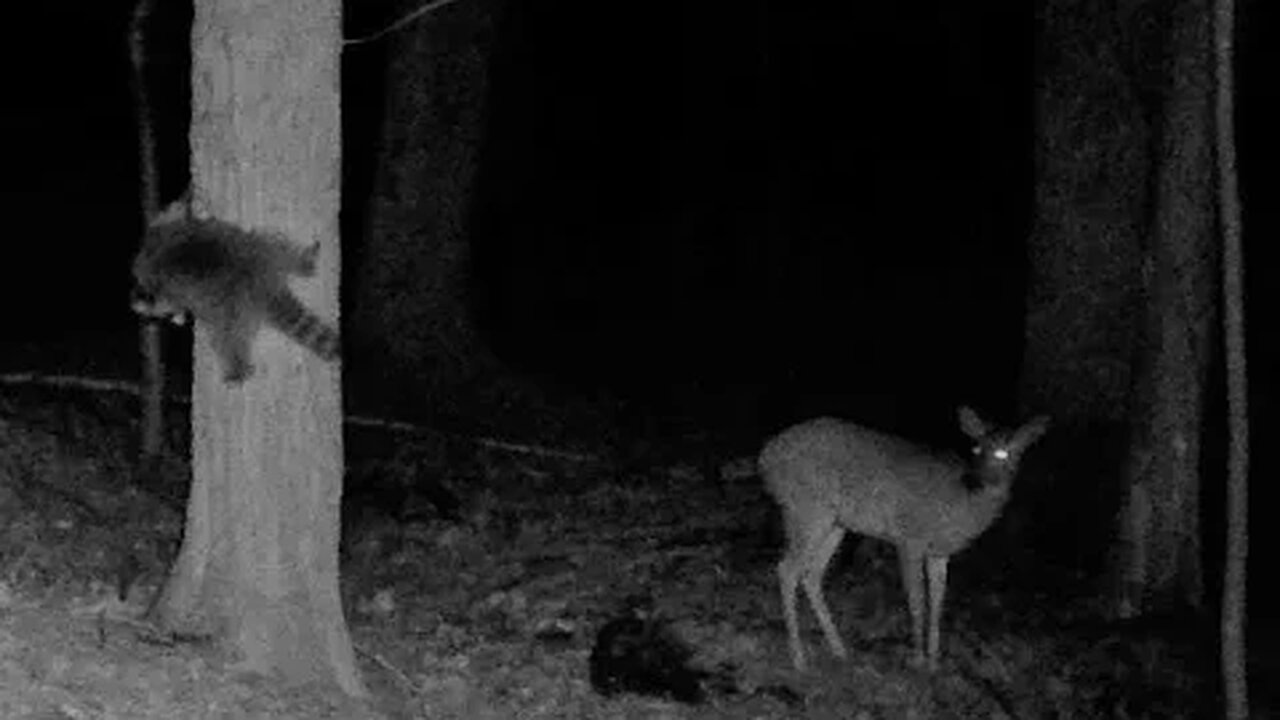 Backyard Tactacam Roanoke Virginia February March 2023 with Bucks holding