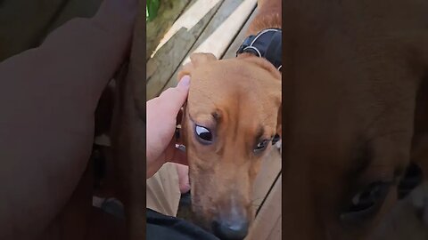 Porch Sitting with the #pups #dogs #doggos #puppers