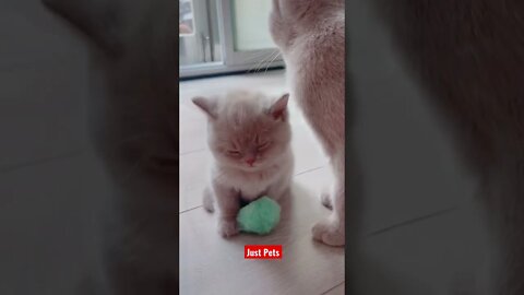 Wait for it #cute #tiktok #funnyanimals #funnyvideos #cat