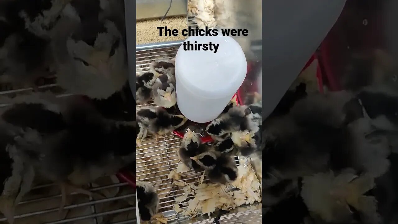 Thirsty chicks #homestead #egglaying #babychickens #chicken #cute