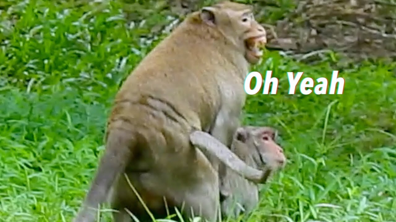 ANIMAL FAILS BEST COMPILATION 2022