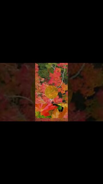 RELAXING MUSIC/DEEP SLEEP MUSIC/autumn ambience music #shorts