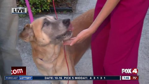 Fox 4 Pet of the Week: Daddy!