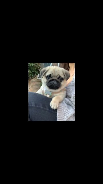 It's been awhile since a throwback so here's me being a dam-sir in distress. #pug #pugdog #puglover