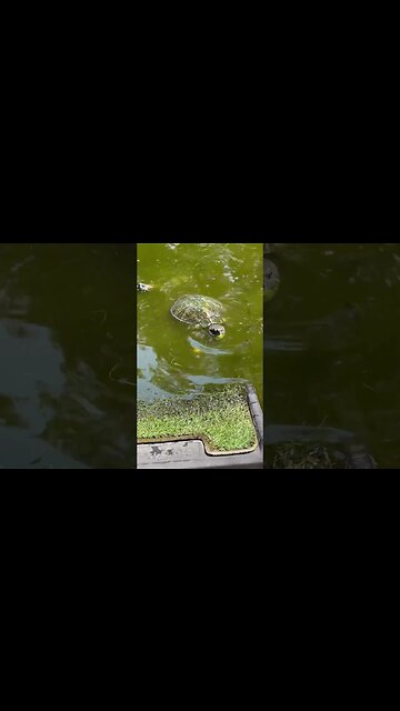 Turtles LOVE Muscadine