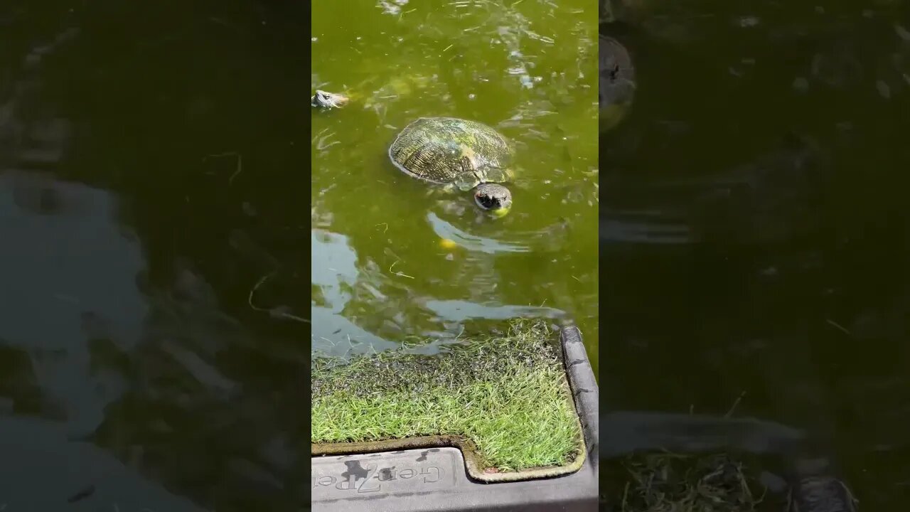 Turtles LOVE Muscadine