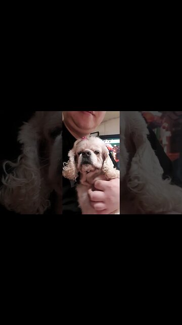 강아지 더듬어만지기