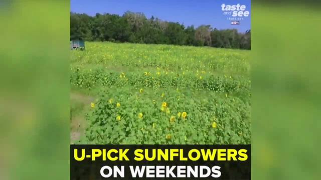 Pick sunflowers this May at HarvestMoon Farm in Masaryktown | Taste and See Tampa Bay