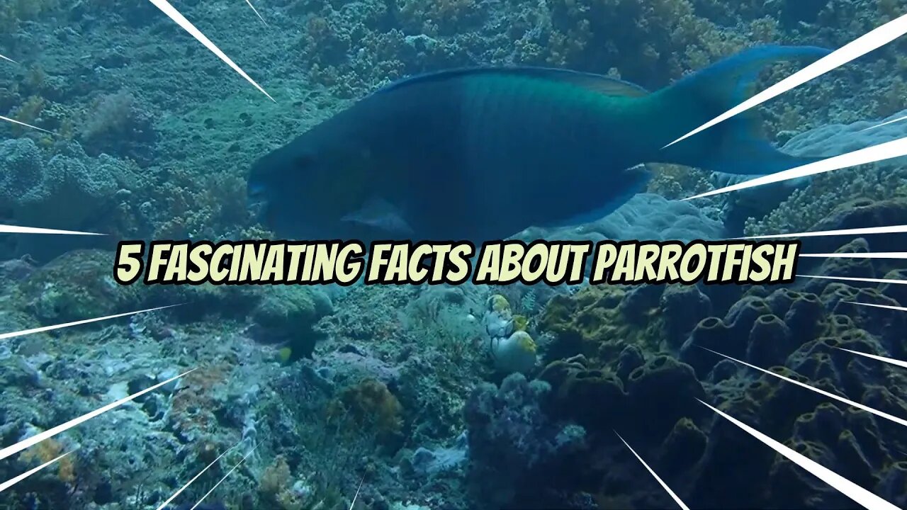 5 fascinating facts about parrotfish