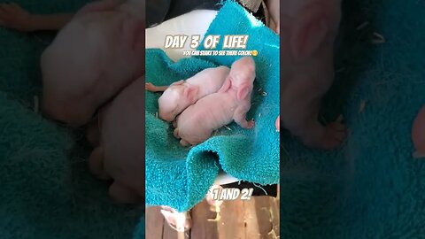 Day 3! we better start thinking of names! #rabbit #share #viral #subscribe #baby #cute #like