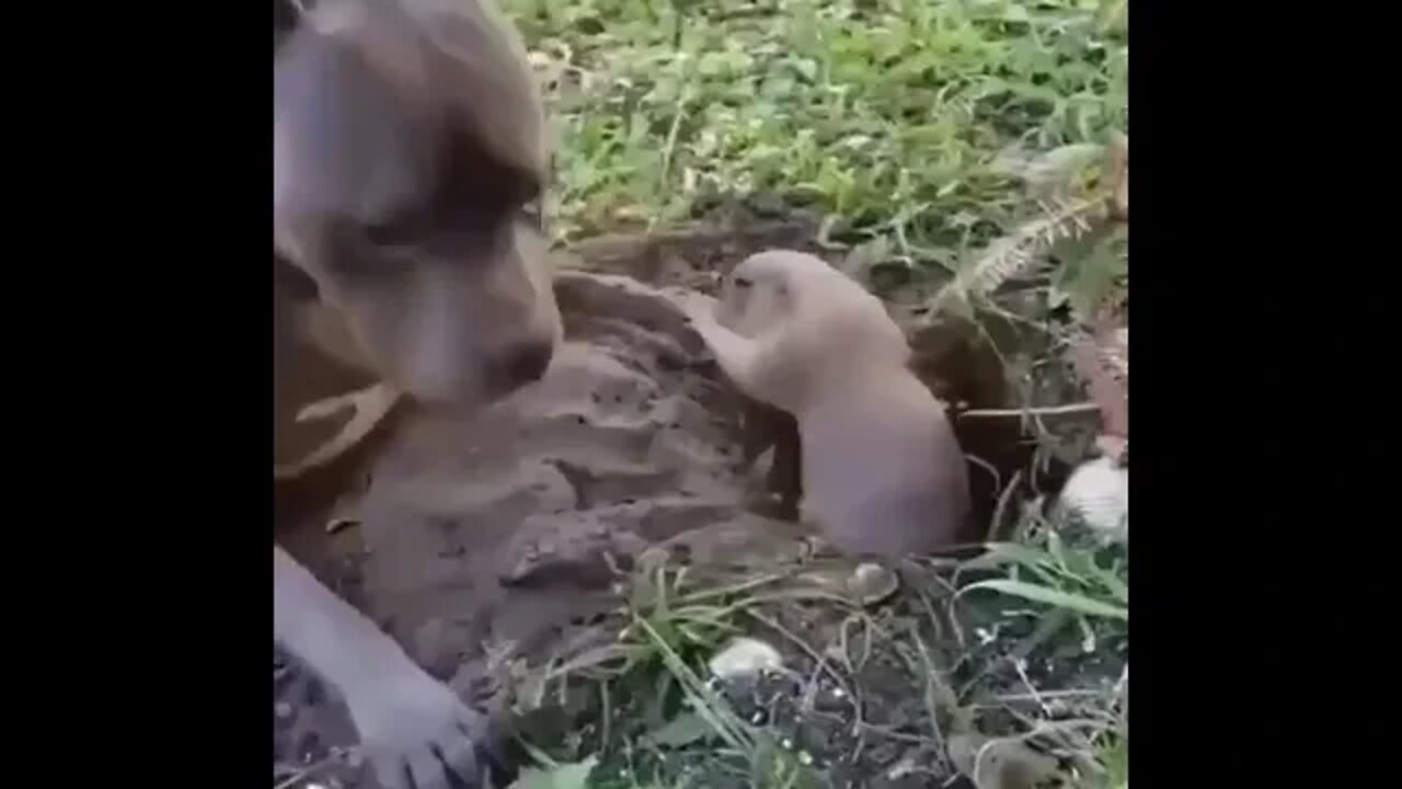 Dog and gopher